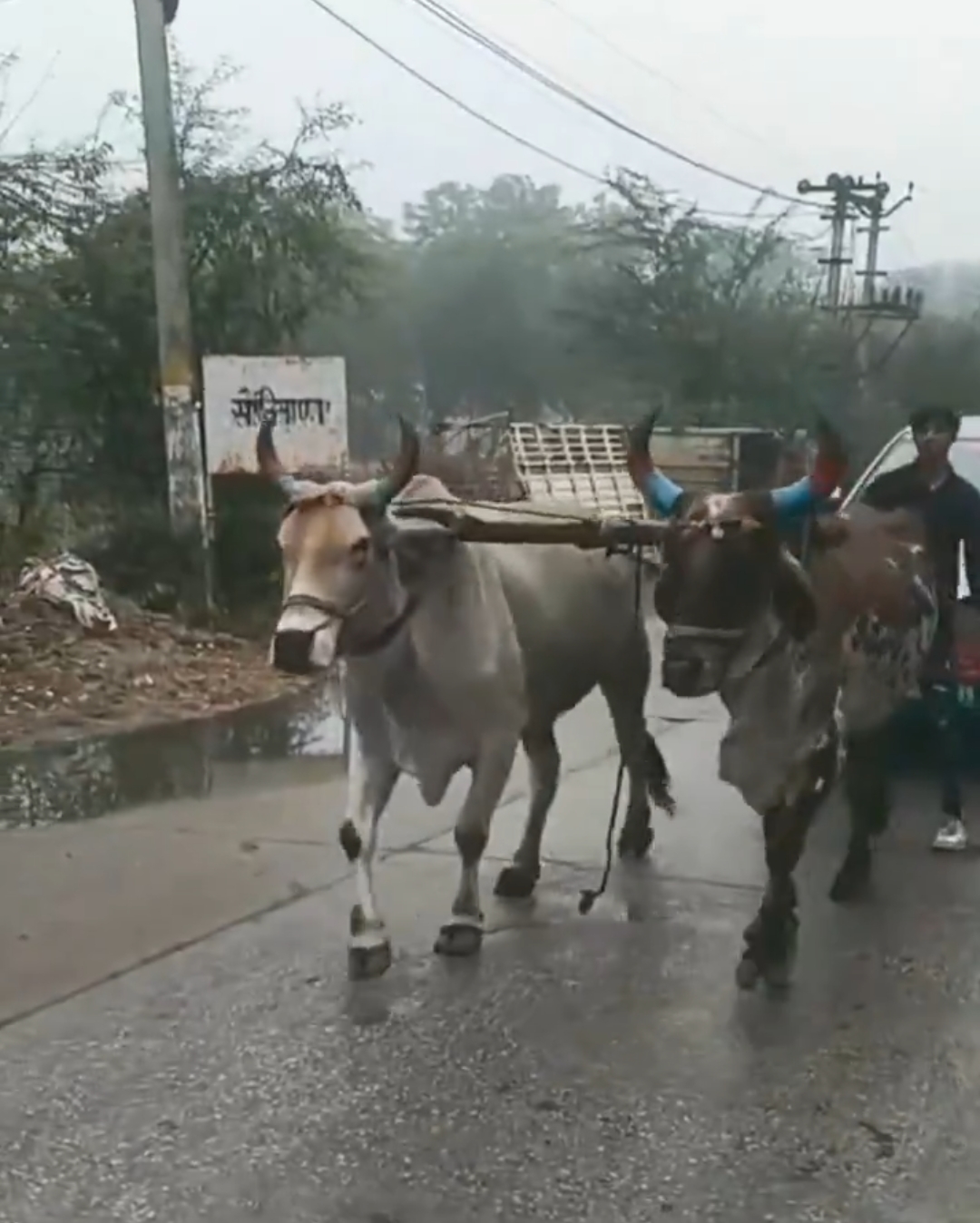 Bullocks Rescue Electric Car in Rajasthan: A Wake-Up Call for EV Reliability